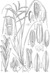 Figure 2. Disakisperma dubium (Kunth) P.M. Peterson & N. Snow A habit B culm andinflorescenceC sheath, ligule, and blade, ventral viewD spikelet E floret F lower glume G upper glume H lemma, dorsal view I palea, dorsal view J palea, ventral view K lodicules L floret, ventral view M perfect flower with lodicules, pistil, and stamens enclosed in palea N caryopsis, ventral view O caryopsis, dorsal view P caryopsis, cross section. A−C, M drawn from Peterson & Annable 5387 (US); D−L, N−P drawn from Peterson & Lara-Contreras 19890 (US).