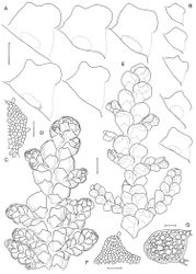 Figure 8. Radula australiana line drawings 1: A Five lobules from primary shoots showing size and shape variation, with broadly ampliate free interior margin and drawn-out apex B Five lobules from secondary shoots showing size and shape variation C Cellular detail of interior free lobule margin D Ventral shoot E Dorsal shoot F Cellular detail of lobule apex G Transverse stem section from primary shoot. Scale bars: A–B: 240 µm, D–E: 600 µm, C, F: 60 µm, G: 40 µm. All from NSW273911.