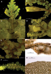 Figure 16. Radula demissa pictures. A Ventral view of shoot B Mature perianth C Ventral view of lobules on primary shoot D Immature perianth showing inrolled labia E Gynoecium F Androecium G Transverse sections of stem from primary shoot H Leaf-lobe marginal cells. All from NSW895351.