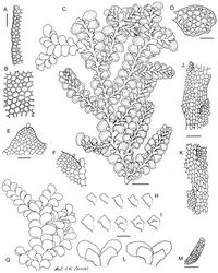 Figure 17. Radula imposita Line drawings. A Cellular detail of leaf lobe margin B Cellular detail of medial leaf-lobe cells C Ventral view of shoot D Transverse section of stem from primary shoot E Cellular detail of lobule apex F Cellular detail of lobule interior base G Dorsal view of shoot H Five lobules from secondary shoots I Five lobules from primary shoots J Ventral view of stem surface K Dorsal view of stem surface, showing leaf-lobe insertion attaining the dorsal stem mid-line L Female bracts M Archegonium. Scale bars: A–B, D–F: 40 µm. C, G: 600 µm.: H, I, L: 240 µm. J–K, M: 60 µm. All from NSW896812.