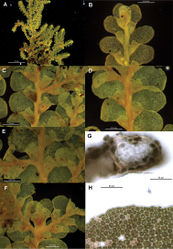 Figure 18. Radula imposita pictures. A Ventral view of shoot B Dorsal view of shoot apex. C–E Ventral view of lobules on primary shoots F Gynoecium G Transverse sections of stems from primary shoot H Leaf-lobe marginal cells. All from NSW896812.