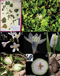 Figure 4. Jarilla caudata (Brandegee) Standl. A Epitype of Mocinna heterophylla La Llave (F.A. Carvalho 2240, M) B Habit C Male inflorescence D Staminate flower. E Pistillate flower F Fruits G Ovary unilocular and seeds H Tuber.