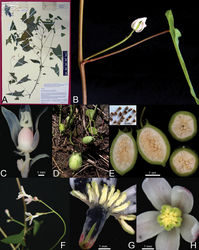 Figure 5. Jarilla heterophylla (Cerv. ex La Llave) Rusby. A Epitype of Mocinna heterophylla La Llave var. sesseana Ramírez (F.A. Carvalho 2239, M) B Female inflorescence (uniflora). C Female flower showing the short appendages at the base of the ovary D–E Fruits and seeds F male inflorescence G–H Staminate flowers.
