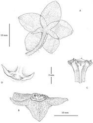 Figure 3. Flower of Phaeostemma surinamensis. A Abaxial view showing calyx and abaxial corolla lobes B Side view showing adaxial corolla surface and gynostegial corona C Style-head D Staminal corona (Cs). Based on Lindeman et al. 654 (U).