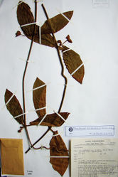 Figure 4. Holotype of Phaeostemma surinamensis (Lindeman et al. 654, U).