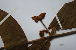 Figure 5. Detail of flower (side view) of Phaeostemma surinamensis from holotype (Lindeman et al. 654, U).