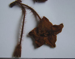 Figure 6. Detail of flower (adaxial view) of Phaeostemma surinamensis from holotype (Lindeman et al. 654, U).