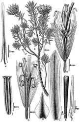 Figure 2. Plazia robinsonii M.O. Dillon & Sagást. (drawn from A. López M. & A. Sagástegui A. 8123). A Flowering branch B External phyllary C Internal phyllary D Ligulate floret E Terminal portion of the style of ligulate florets F Stamen from ligulate floret G Disc floret H Stamen from disc floret I Achene.