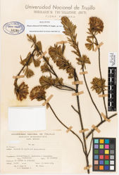 Figure 3. Plazia robinsonii M.O.Dillon & Sagást. Photograph of the holotype collection of A. López M. & A. Sagástegui A. 8123 (HUT).