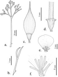 Figure 4. Illustrations of leaves, buds and flowers of Eschscholzia papastillii. A Basal leaf B Cauline leaf C Bud showing widened receptacle D Enlarged receptacle with expanded receptacular rim common in the species E Petal F Stamens lacking the anthocyanin spot at base of the fused filaments common to Eschscholzia androuxii.