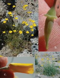 Figure 5. Photographs of Eschscholzia papastillii. A Species profile shot B Buds with enlarged receptacle common in the species C Flower with enlarged receptacle common in the species D Species profile shot.