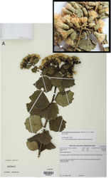 Figure 1. Type specimens. A Photograph of the isotype (US) B Photograph of the inflorescence of the holotype (PRE).