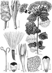 Figure 2. Original Illustration of Gymnanthemum koekemoerae H. Rob. & V.A. Funk: A Habit B Abaxial surface of leaf C Head D Outer involucral bract E Inner involucral bract F Floret G Longitudinal section of floret showing anthers H Style I Achene with pappus. [Illustration by Alice Tangerini (US)]