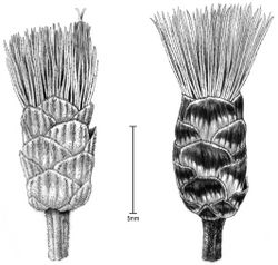 Figure 3. Illustration of heads from the holotype: A Head when in flower B Head with mature achenes. Note: there is an increase in dark coloration on the more mature head, possibly caused by fungi. [Illustration by Alice Tangerini (US)]