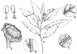 Figure 1. Dorstenia triseriata. A Habit B Leaf abaxial detail C Leaf adaxial detail D stipule E Inflorescence receptacule F Stamens (based on Carrijo & Machado 1508, Holotype).