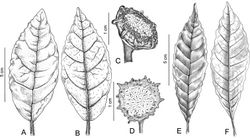 Figure 2. Dorstenia triseriata. A leaf adaxial surface B leaf abaxial surface C Inflorescence lateral view. Dorstenia turnerifolia D Inflorescence E leaf adaxial surface F leaf abaxial surface. (A–C based on Carrijo & Machado 1508; D–F based on A.F.P. Machado 1081, HUEFS).