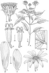 Figure 4. Bidens uapensis (F. Brown) Sherff A Distal part of plant B Leaf surface (underside) C Head showing rays and disk florets D Head with ray florets removed to show involucral bracts E–F Ray florets, showing variation G–H Disk florets, showing variation. Drawn from Dunn 241 (US) [A–E, G], Perlman & Wood 19083 US [F, H].