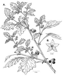 Figure 42. Solanumretroflexum Dunal. A Habit B flower. Drawing by M.L. Szent-Ivany, first published in Symon (1981)[7], courtesy of the Board of the Botanic Gardens and State Herbarium (Adelaide, South Australia), reproduced with permission (previously also published in “PhytoKeys 106”).