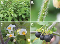 Figure 43. Solanumretroflexum Dunal. A Habit B glandular indumentum present in some individuals C flowers D mature, slightly ellipsoid matte black-purple fruits with reflexed calyx lobes (A, C Nijmegen accession A1450022 B Nijmegen accession 944750163 C Nijmegen accession A14750023 D Nijmegen accession A14750025). Photos by S. Knapp and G. van der Weerden (previously published in “PhytoKeys 106”).