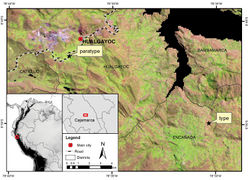 Figure 1. Location map of the type and paratype collection localities. Background: LANDSAT 5TM satellite image (June 2007) where light brown-pink areas represent Jalca grasslands, light green areas are agricultural fields and purple represents mining areas.