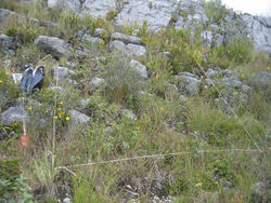 Figure 4. Quadrat where the new species was found. Chanta baja, Encañada District, 3295 m elev. Photo by Carolina Tovar.