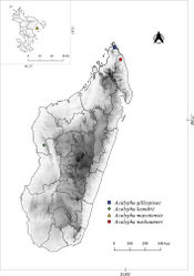 Figure 2. Map of Madagascar and the Mayotte island showing the distributions of Acalypha gillespieae (square), A. leandrii (rhombus), A. mayottensis (triangle) and A. nusbaumeri (circle).