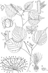 Figure 3. Acalypha leandriiA flowering female branch B flowering male branch C detail of node, stipules, and petiole base D detail of node with axillary bud E detail of upper leaf surface showing the leaf base and stipels F mature female bract G ovary and styles H calyx of the female flower I capsule J seed. Based on J. Leandri, R. Capuron & A. Razafindrakoto 2037 (A, C–J) and J. Leandri & P. Saboureau 2996 (B). Illustration by Iris Montero Muñoz.