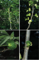 Figure 5. Acalypha mayottensisA habit B flowering branch C female flower subtended by mature bract D capsule subtended by mature bract. Field images of type specimen. Photographs by Jean-Noël Labat.