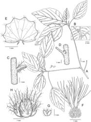 Figure 6. Acalypha nusbaumeriA flowering branch B detail of lower leaf surface showing the pocket-shaped domatia C detail of node, stipules, and petiole base D detail of node with axillary bud E mature female bract with bracteoles F ovary and styles G calyx of the female flower H capsule. Based on L. Nusbaumer & P. Ranirison LN1169. Illustration by Iris Montero Muñoz.