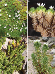 Figure 2. Main habit types in XenophyllumA, B species forming dense mats or hummocks C, D species forming clumps of somewhat distantly spaced stems AX. humile (Ecuador, Pichincha, pr. Papallacta) BX. sotarense (Colombia, Cauca, Sotará Volcano) CX. juniperinum (Chile, Antofagasta, Aucanquilcha Volcano) DX. digitatum (Bolivia, Potosí, cordillera Kari Kari). Pictures by Joel Calvo.