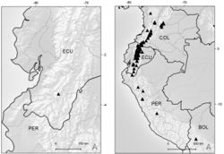 Figure 6. Distribution map of Xenophyllum acerosum (left hand) and X. humile (right hand).