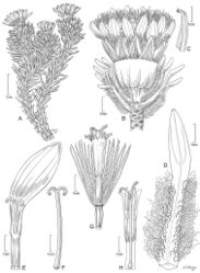 Figure 7. Xenophyllum humileA habit B stem apical part and capitulum C detail of involucral bract apex D adaxial leaf surface E ray corolla and style F style G disc floret (frontward bristles removed) H disc corolla, stamens, and style (vertically sectioned). All details drawn from Funk & Montezuma 11443 (US) except for A (drawn from Øllgaard & Balslev 8749, US) and G, H (drawn from Funk 8093, US). Illustration by Alice Tangerini.