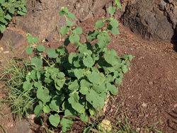 Figure 1. Abutilon albidum in Igueste de San Andrés, Tenerife. General habit of plants growing below rocks along the side of the road. December 2019, F. Verloove.