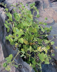 Figure 4. Abutilon albidum near Tiglit, Morocco, December 2016, A. Garcin. In Morocco, this species is usually found in more natural habitats, often in crevices of basaltic rocks in (semi-) desert areas.