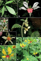 Figure 2. A–DNasa humboldtianaE, FNasa ramireziiG, HNasa solariaA trifoliolate leaf of N. humboldtiana subsp. humboldtianaB flower of N. humboldtiana subsp. humboldtianaC flower of N. humboldtiana cf. subsp. obliqua from Chimborazo/Ecuador D flower of N. humboldtiana subsp. obliqua from Cajamarca/Peru E inflorescence of N. ramirezii with putative pollinator F flower of N. ramireziiG flower of N. solariaH habit of N. solaria. Photo credits: A–C X. Cornejo D T. Henning E, F: R. Ripley G, H P. Gonzáles.