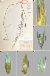 Figure 3. Agrostis bourgaeiA whole plant B ligular area C spikelet D floret, abaxial view, E floret, lateral view showing the lemma and the palea F palea. Based on Acosta 419 (MEXU). Scale bars: 3 cm (A); 2 mm (B); 0.5 mm (C–E); 0.1 mm (F).