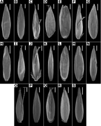 Figure 4. Florets of Agrostis species observed with SEM AA. bourgaeiBA. calderoniaeCA. capillarisDA. elliottianaEA. exarataFA. ghiesbreghtiiGA. giganteaHA. hyemalisIA. laxissimaJA. microphyllaKA. pallensLA. perennansMA. scabraNA. stoloniferaOA. subpatensPA. subrepensQA. tolucensisRA. turrialbaeSA. variabilis. Scale bars: 0.3 mm.