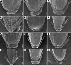 Figure 5. Calluses of Agrostis species observed with SEM AA. bourgaeiBA. calderoniaeCA. capillarisDA. elliottianaEA. exarataFA. ghiesbreghtiiGA. giganteaHA. hyemalisIA. laxissimaJA. microphyllaKA. pallensLA. perennans. Scale bars: 50 μm.