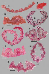 Figure 6. Leaf blade anatomy in transversal section of Agrostis species, in general view, and details of lateral bundles. A–CA. bourgaeiD–EA. calderoniaeF–GA. capillarisH–IA. elliottiana. Scale bars: 0.1 mm.