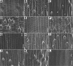 Figure 7. Lemma surface of Agrostis observed with SEM AA. bourgaeiBA. calderoniaeCA. capillarisDA. elliottianaEA. exarataFA. ghiesbreghtiiGA. giganteaHA. hyemalisIA. laxissimaJA. microphyllaKA. pallensLA. perennans. Scale bars: 15 μm.