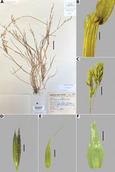 Figure 12. Agrostis capillarisA whole plant B ligular area C branch of the panicle D spikelet E floret, abaxial view F palea. Based on Hinton 3996 (TEX). Scale bars: 3 cm (A); 1 mm (B); 4 mm (C); 0.5 mm (D, E); 0.2 mm (F).