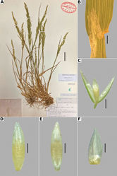 Figure 14. Agrostis exarataA whole plant B ligular area C spikelet D floret, abaxial view, E floret, adaxial view F palea. Based on Spellenberg et al. 9056 (MEXU). Scale bars: 3 cm (A); 1 mm (B); 0.5 mm (C); 0.3 mm (D, E); 0.2 mm (F).