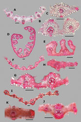 Figure 15. Leaf blade anatomy in transversal section of Agrostis species, in general view, and details of lateral bundles A–CA. exarataD–EA. ghiesbreghtiiF–HA. giganteaI–KA. hyemalis. Scale bars: 0.1 mm.