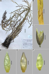 Figure 17. Agrostis giganteaA whole plant B ligular area C spikelet D floret, abaxial view, E floret, adaxial view F palea. Based on Rzedowski 28545 (IBUG). Scale bars: 3 cm (A); 2 mm (B); 0.5 mm (C); 0.3 mm (D, E); 0.2 mm (F).