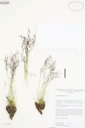 Figure 20. Herbarium specimen of Agrostis idahoensis. Based on Bell and Chambers 9968 (RSA). Scale bar: 3 mm.