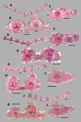 Figure 22. Leaf blade anatomy in transversal section of Agrostis species, in general view, and details of lateral bundles. A–CA. laxissimaD–FA. microphyllaG–IA. pallensJ–LA. perennans. Scale bars: 0.1 mm.