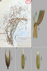 Figure 25. Agrostis perennansA whole plant B ligular area C spikelet E floret, abaxial view F floret, adaxial view. Based on Ventura 1211 (MEXU). Scale bars: 3 cm (A); 5 mm (B); 0.5 mm (C); 0.3 mm (D, E).