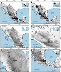 Figure 26. Map of known geographic distribution of Agrostis species, based on herbarium specimen data AA. perennansBA. scabraCA. stoloniferaDA. subpatensEA. subrepensFA. tolucensis.