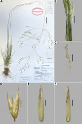 Figure 29. Agrostis scabraA whole plant B ligular area C detail of a terminal branche of the panicle D spikelet, E floret, abaxial view, F floret, adaxial view. Based on Aceval 775 (MEXU). Scale bars: 3 cm (A); 5 mm (B, C); 0.5 mm (D); 0.3 mm (E, F).