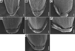 Figure 30. Calluses of Agrostis species observed with SEM AA. scabraBA. stoloniferaCA. subpatensDA. subrepensEA. tolucensisFA. turrialbaeGA. variabilis. Scale bars: 50 μm.